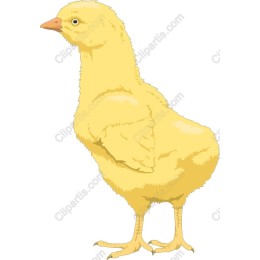 Cute Yellow Chick
