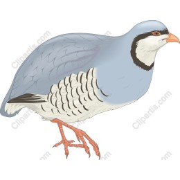 Charming Blue-Grey Bird