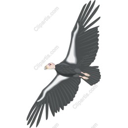 Soaring Vulture
