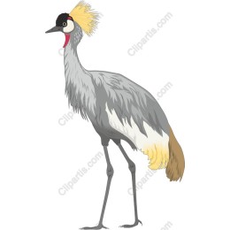 Elegant Grey Crowned Crane