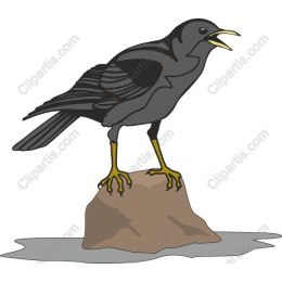Black Bird on Rock