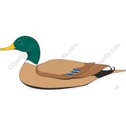 Mallard Duck