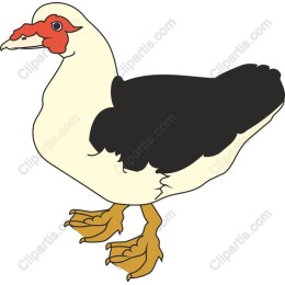 Muscovy Duck