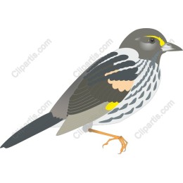 Grey-headed Bullfinch
