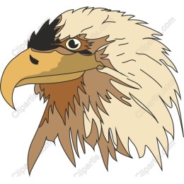 Majestic Falcon Head