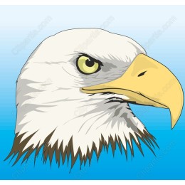 Majestic Eagle Head