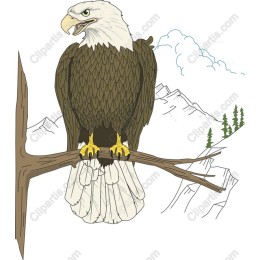 Majestic Bald Eagle