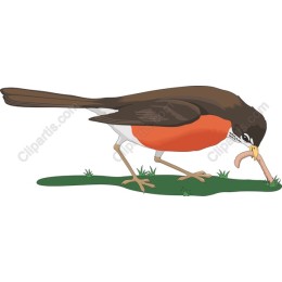 North American Robin