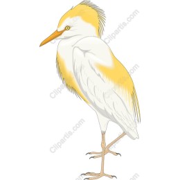 Yellow-Crowned Night Heron