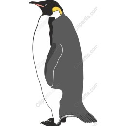 Emperor Penguin