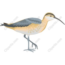 Curlew