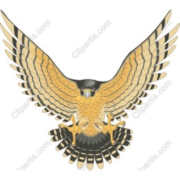 Soaring Hawk