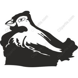 Elegant Bird