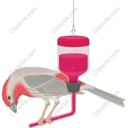 Vibrant Bird Feeder