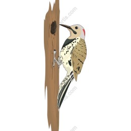 Woodpecker Perched on Tree Trunk