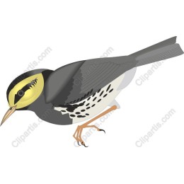 Elegant Bird