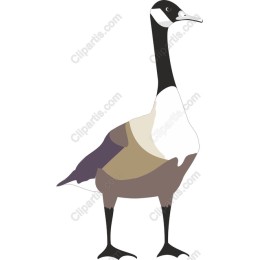 Elegant Goose