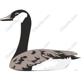 Elegant Goose
