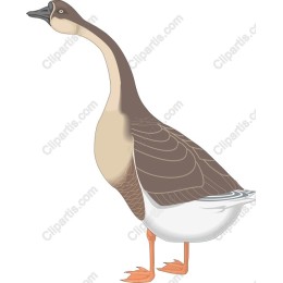 Elegant Goose