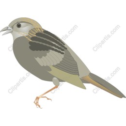 Elegant Bird