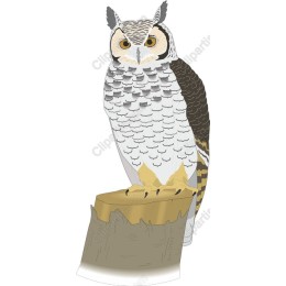 Majestic Owl Perched