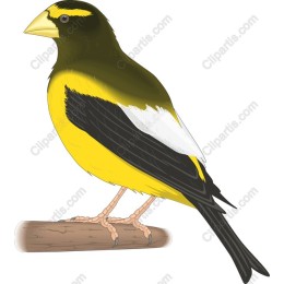 Vibrant Bird