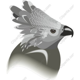 Majestic Harpy Eagle