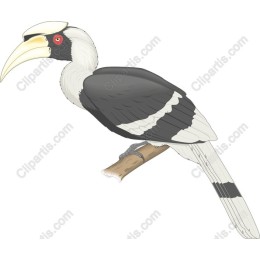 Black and White Hornbill