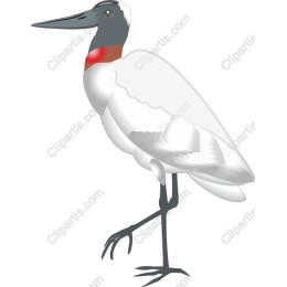 Majestic White Bird