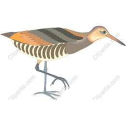 Exquisite Rail Bird in