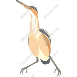 Elegant Heron