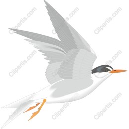 Soaring Elegance: Bird