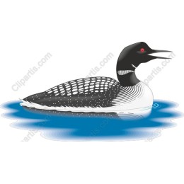 Common Loon