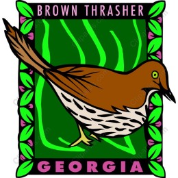 Brown Thrasher