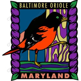 Baltimore Oriole