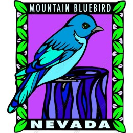 Mountain Bluebird - Nevada