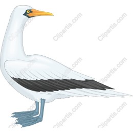 Majestic White Bird