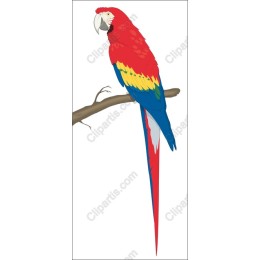 Vibrant Scarlet Macaw