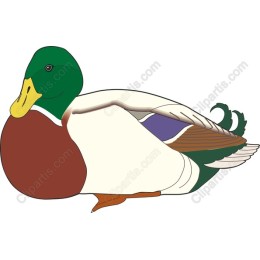 Mallard Duck
