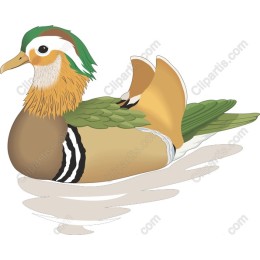 Mandarin Duck