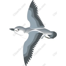 Elegant Bird in Flight