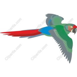 Vibrant Parrot in Flight