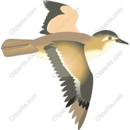 Elegant Bird in Flight