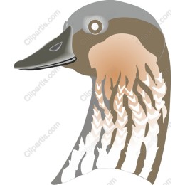 Elegant Duck Head