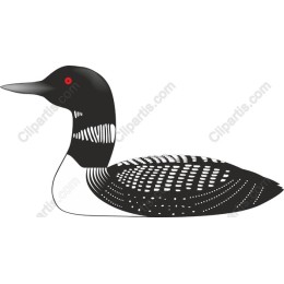 Elegant Common Loon