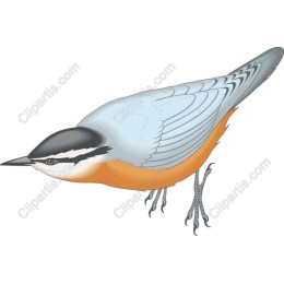 Nuthatch