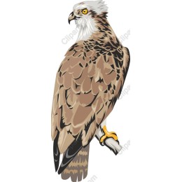 Majestic Hawk