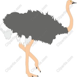 Majestic Ostrich