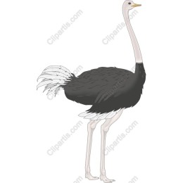 Majestic African Ostrich