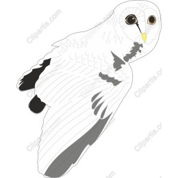 Majestic Owl Flying